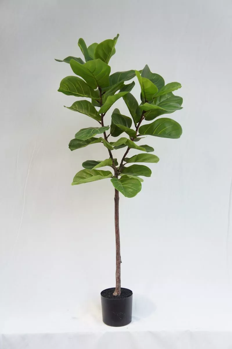 Artificial Vivid Ficus Lyrata, 150 CM